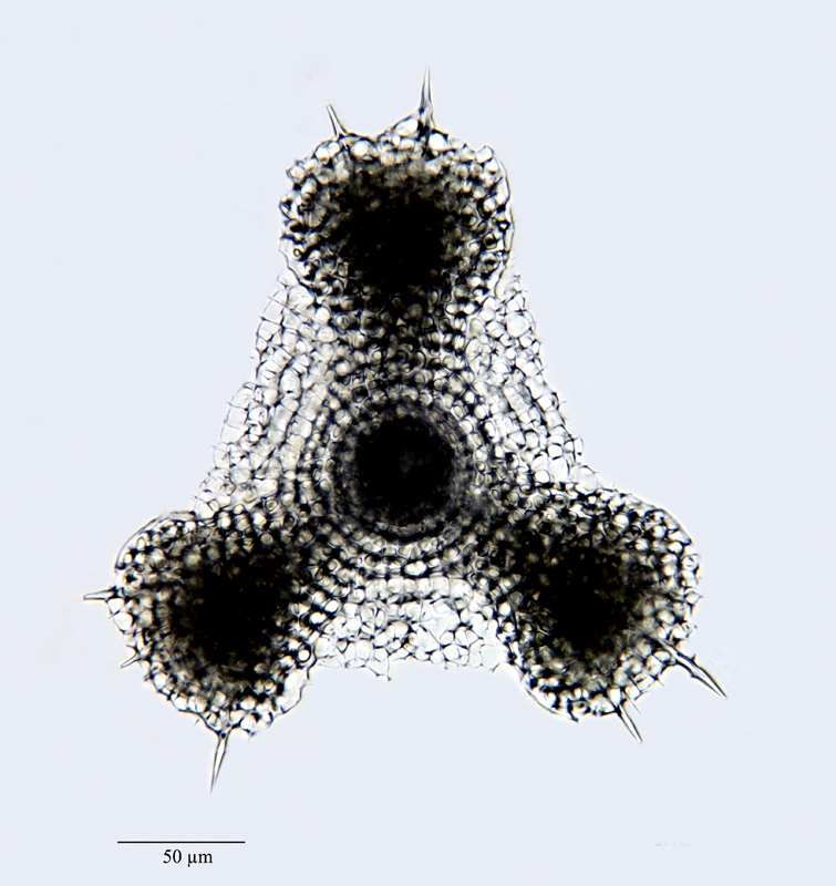 Euchitonia cf. echinata Haeckel #45180