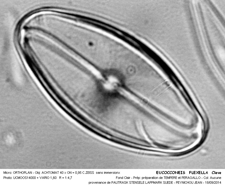 EUCOCCONEIS FLEXELLA Cleve #38988