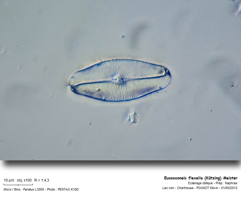 Eucocconeis flexella (Kützing) Meister #26804