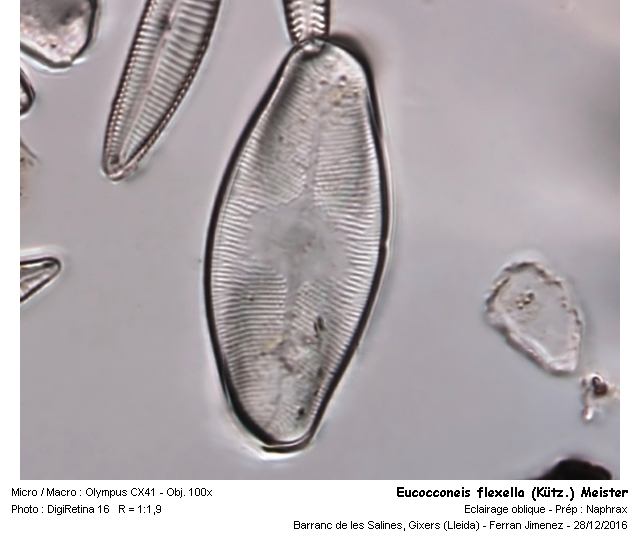 Eucocconeis flexella (Kütz.) Meister #49348