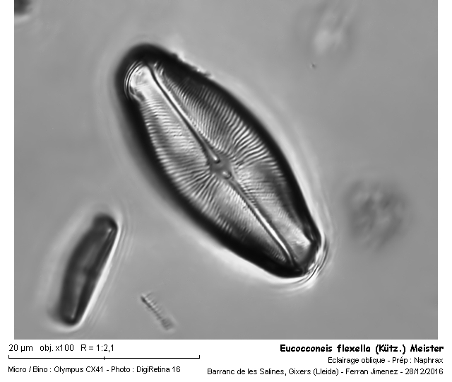 Eucocconeis flexella (Kütz.) Meister #49347