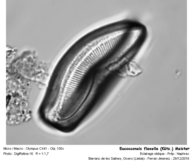 Eucocconeis flexella (Kütz.) Meister #49349