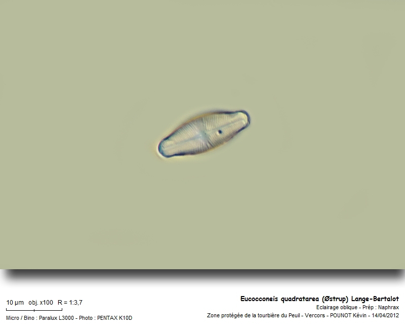 Eucocconeis quadratarea (Østrup) Lange-Bertalot #26485