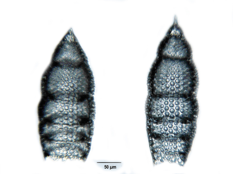 Eucyrtidium montiparum HCKL #44796