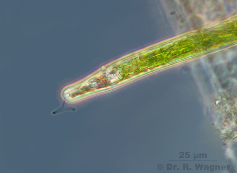 Euglena acus var. longissima #2659