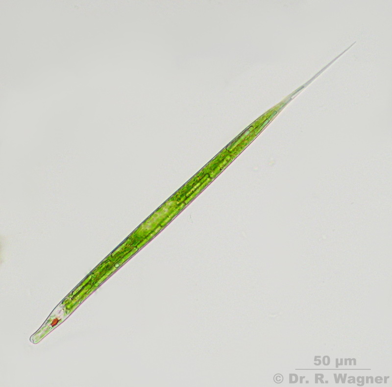 Euglena acus var. longissima #2658