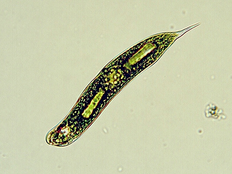 Euglena oxyuris #18157