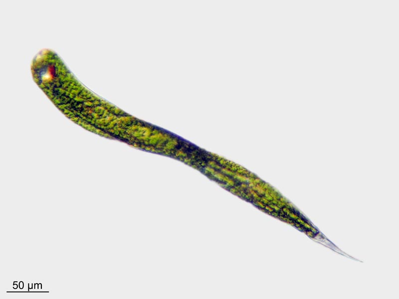 Euglena oxyuris Schmarda 1846 #50887