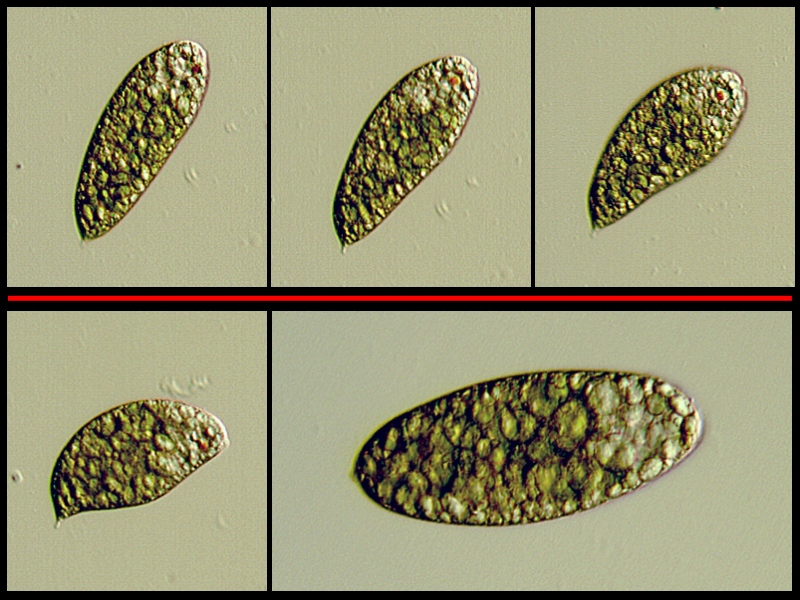 Euglena variabilis #24140