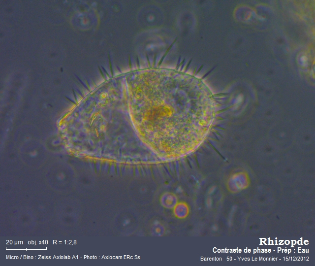 Euglypha ciliata #29454