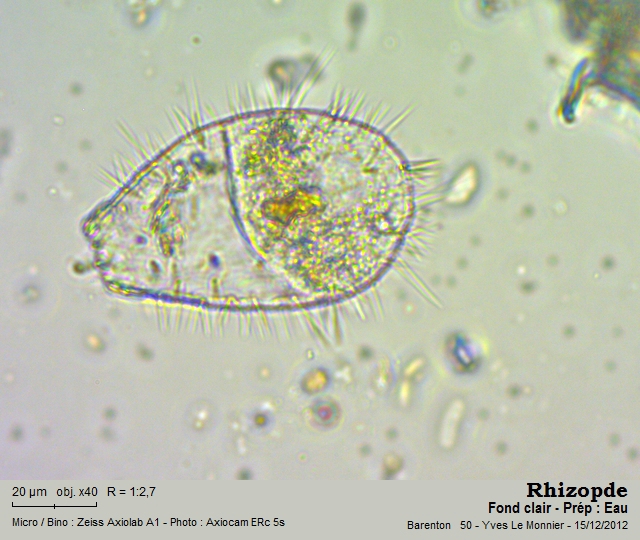 Euglypha ciliata #29453