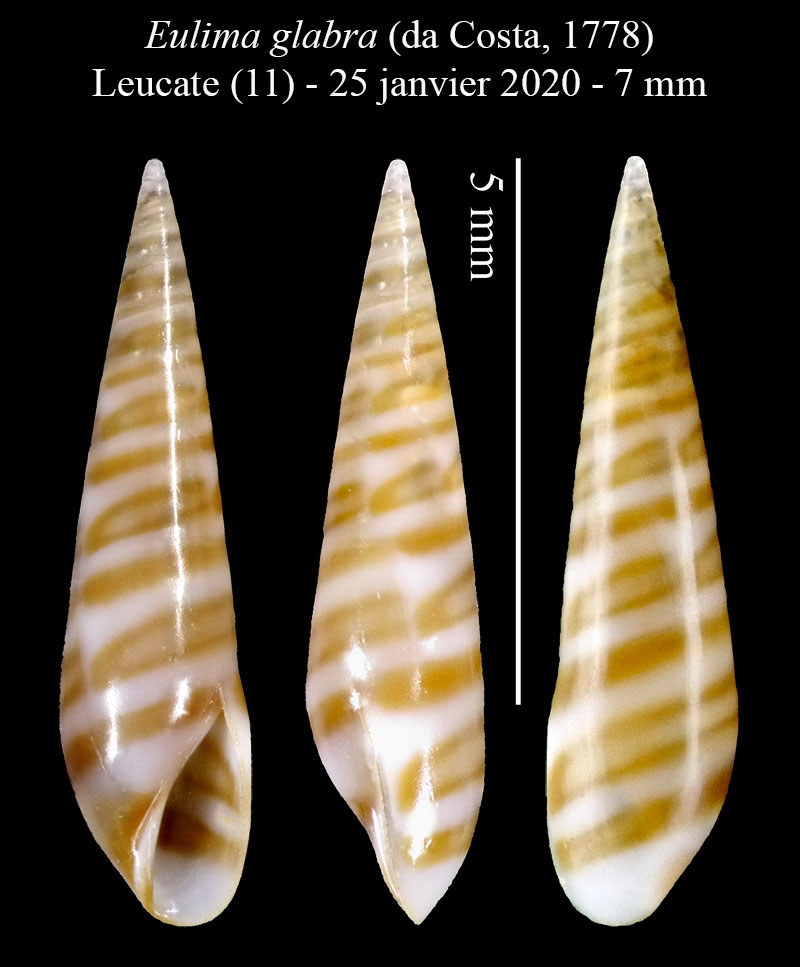 Eulima glabra #61757