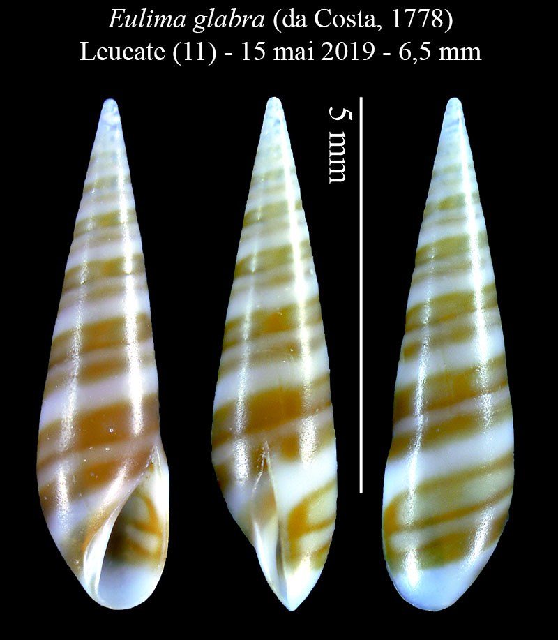 Eulima glabra #59524