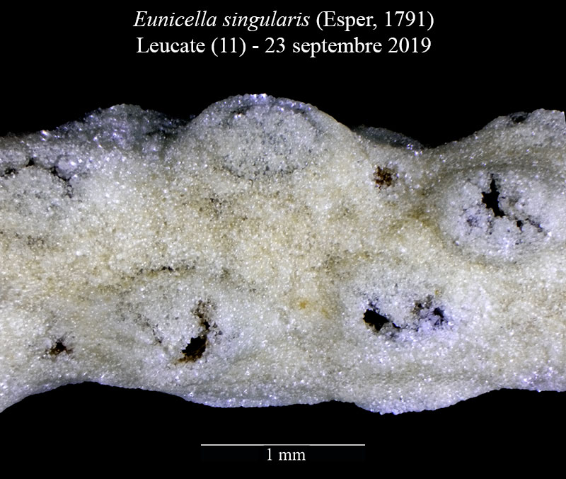 Eunicella singularis (Gorgone) #60611