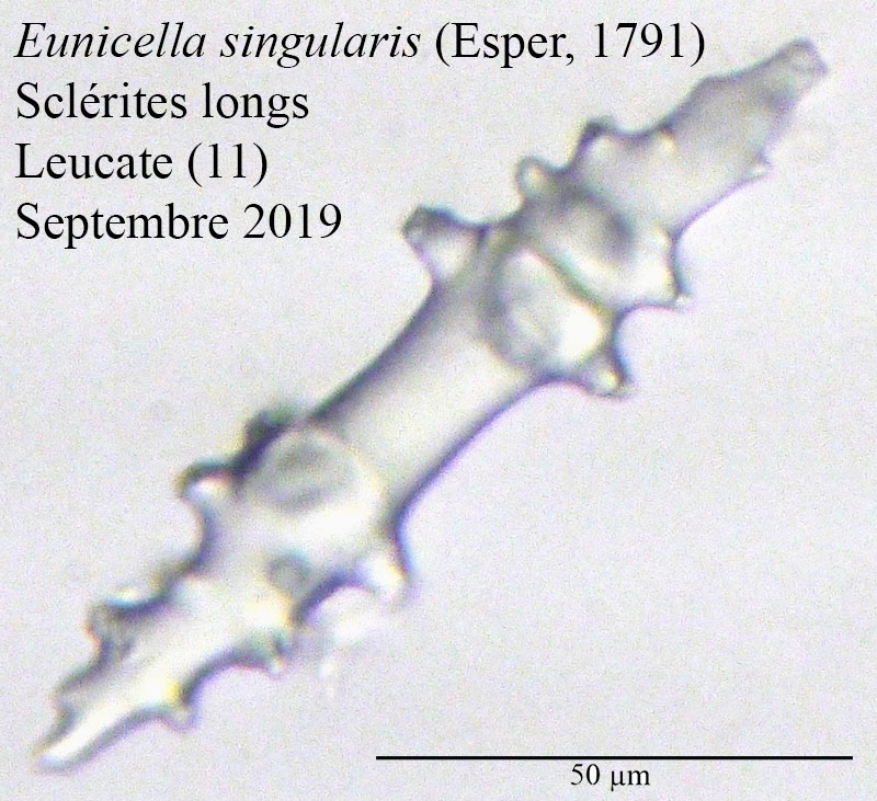 Eunicella singularis (Gorgone) #60615
