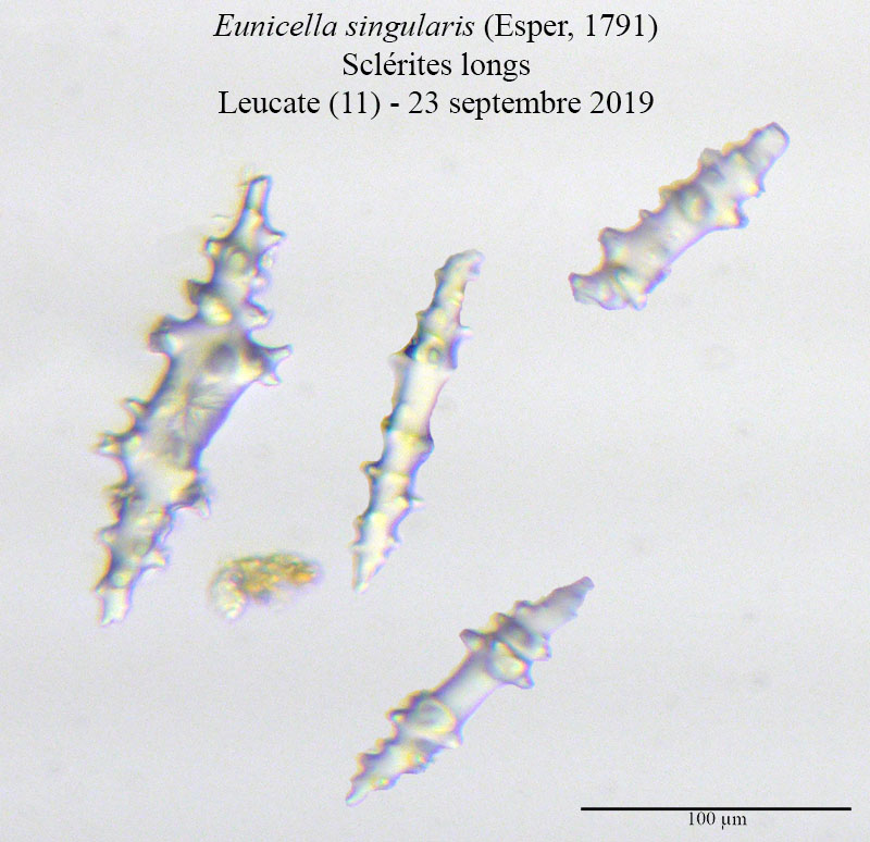 Eunicella singularis (Gorgone) #60614