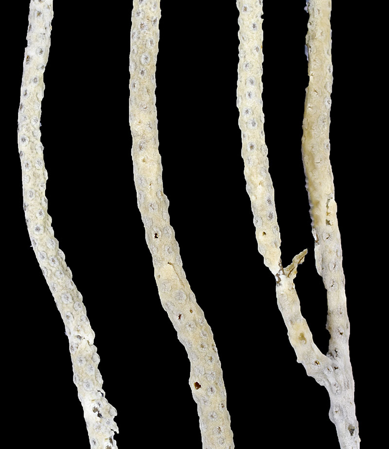 Eunicella singularis (Gorgone) #60607