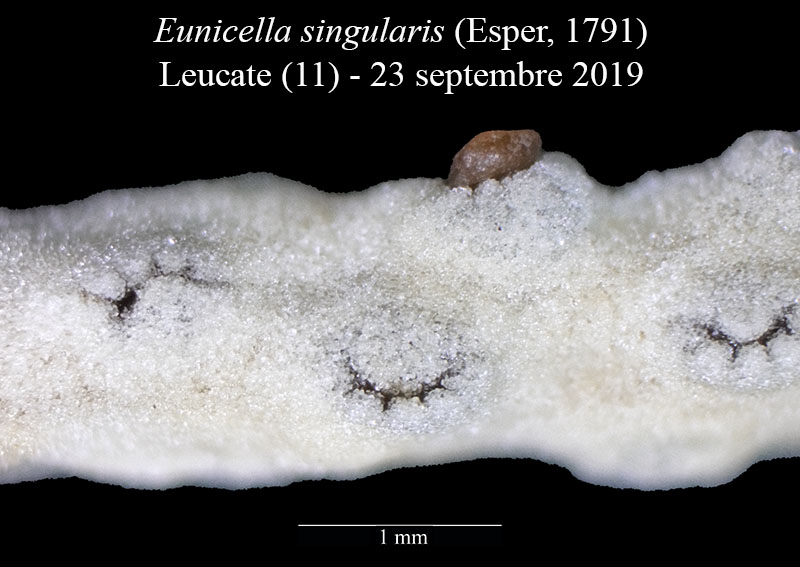 Eunicella singularis (Gorgone) #60609