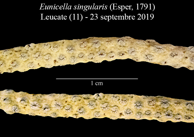 Eunicella singularis (Gorgone) #60608