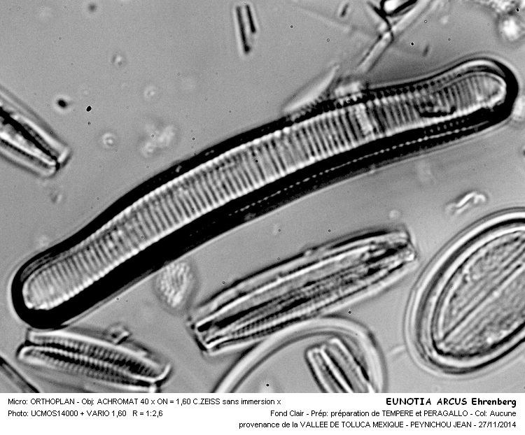 EUNOTIA ARCUS #39868