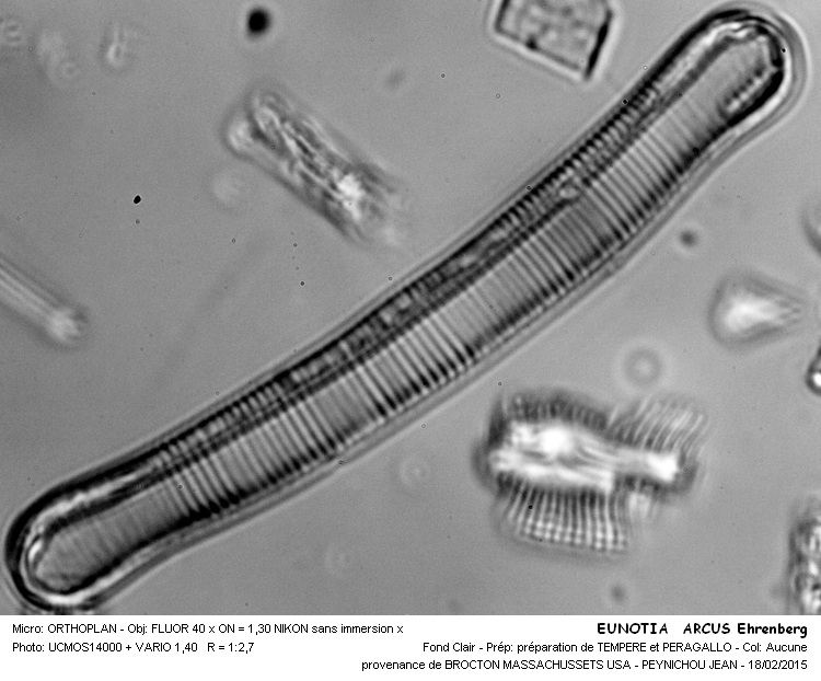 EUNOTIA ARCUS #40690