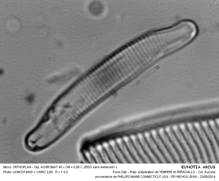 EUNOTIA ARCUS #38589