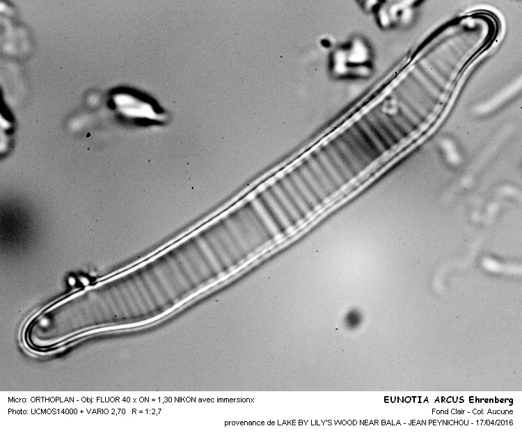 Eunotia arcus Ehrenberg #44607