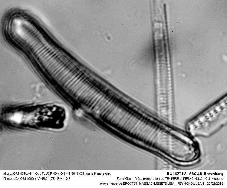 EUNOTIA ARCUS #40696