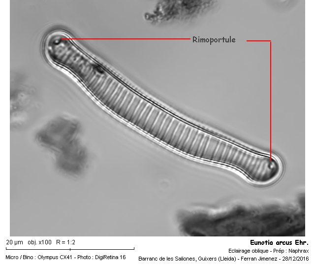 Eunotia arcus Ehr. #49379