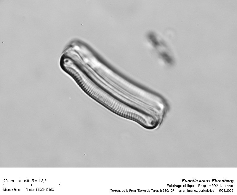 Eunotia arcus Ehrenberg #11132