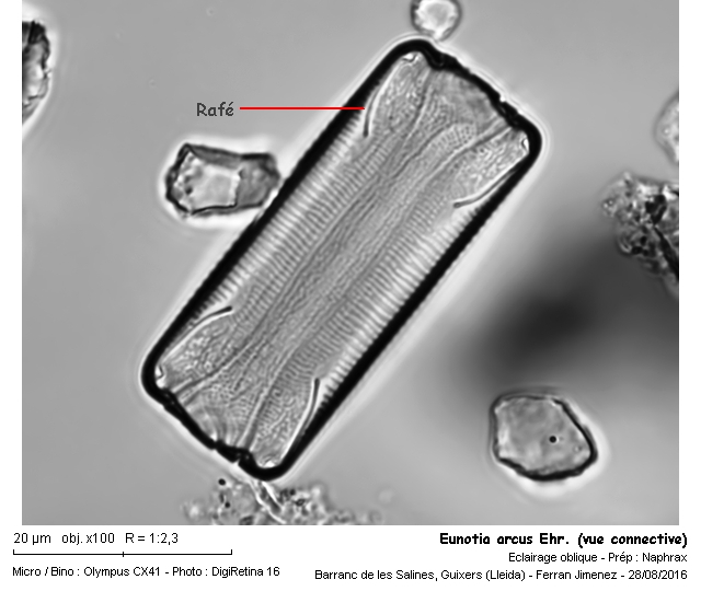 Eunotia arcus Ehr. #49380