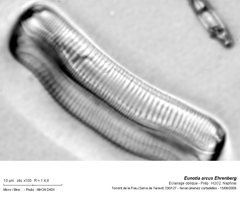 Eunotia arcus Ehrenberg #11133