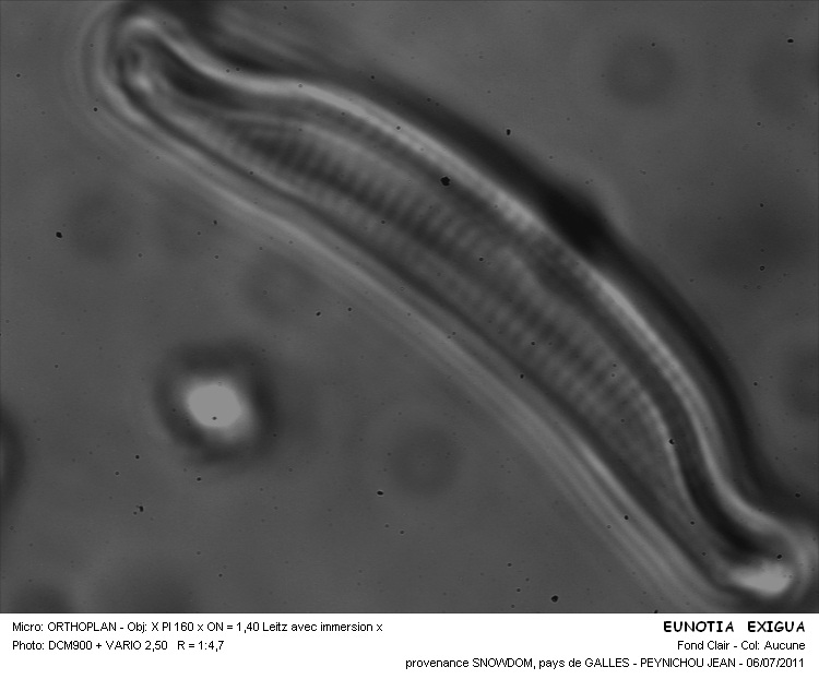 EUNOTIA EXIGUA #32084