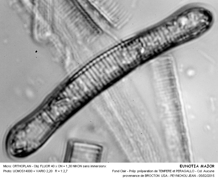 EUNOTIA MAJOR #40608