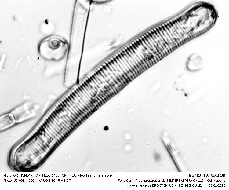 EUNOTIA MAJOR #40609