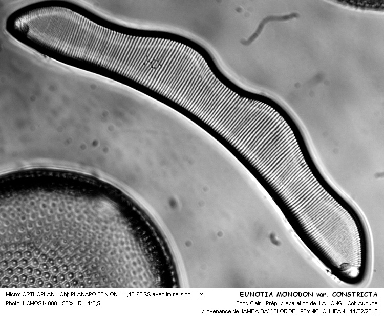 EUNOTIA MONODON var.CONSTRICTA #32086