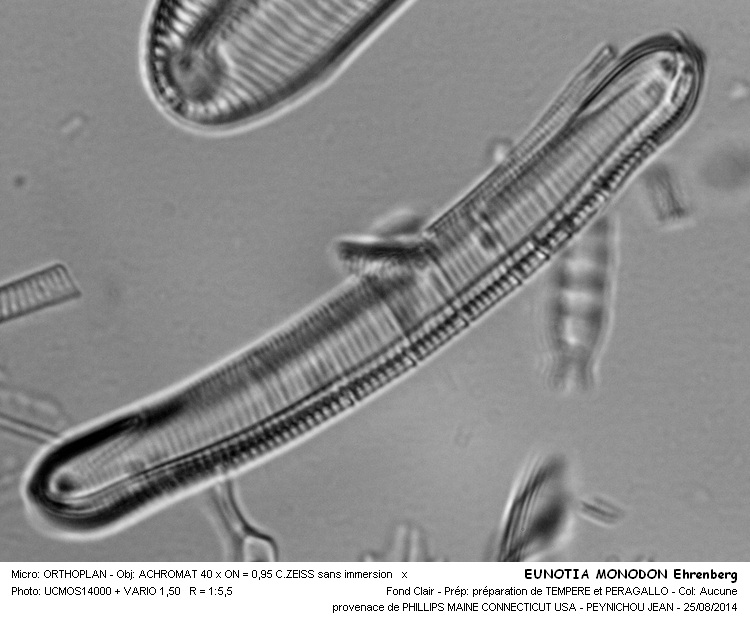 EUNOTIA MONODON Ehrenberg #38613