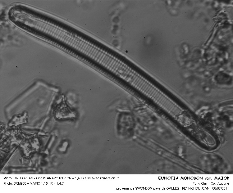 EUNOTIA MONODON var. MAJOR #32083