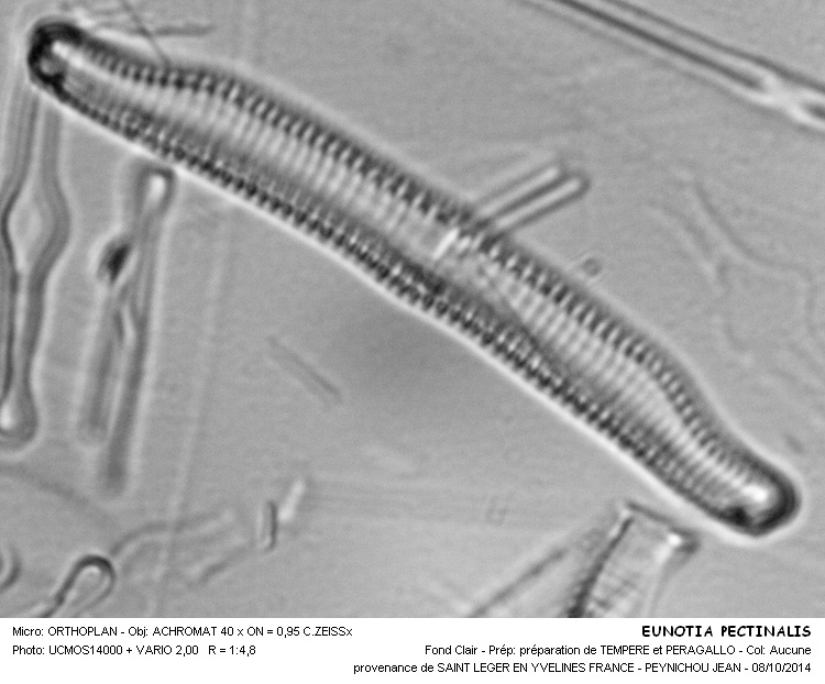 EUNOTIA PECTINALIS Kutz. #39264