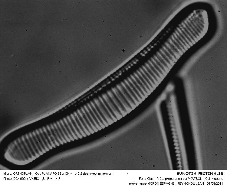 EUNOTIA PECTINALIS Kutz. #32082