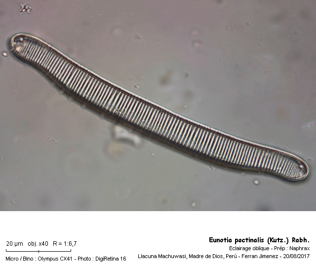 Eunotia pectinalis (Kütz.) Rabh. #54589