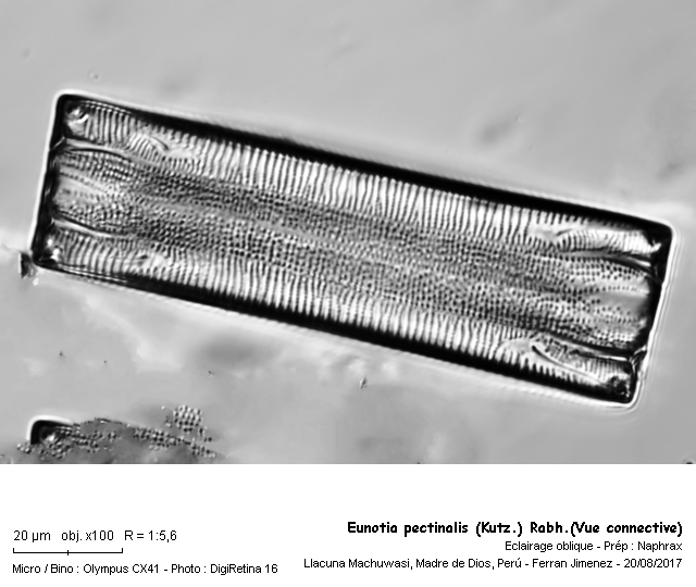 Eunotia pectinalis (Kütz.) Rabh. #54590