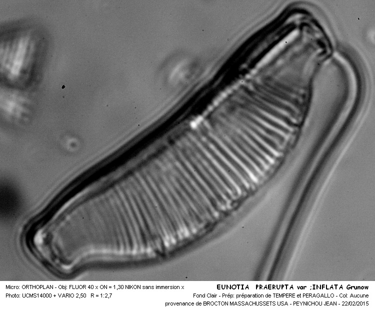 EUNOTIA PRAERUPTA var. INFLATA Grunow #40698