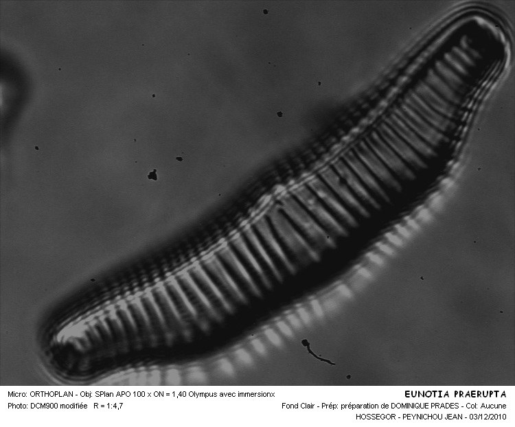 EUNOTIA PRAERUPTA #32085