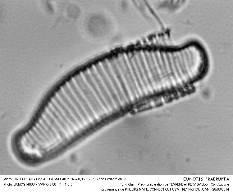 EUNOTIA PRAERUPTA #38561