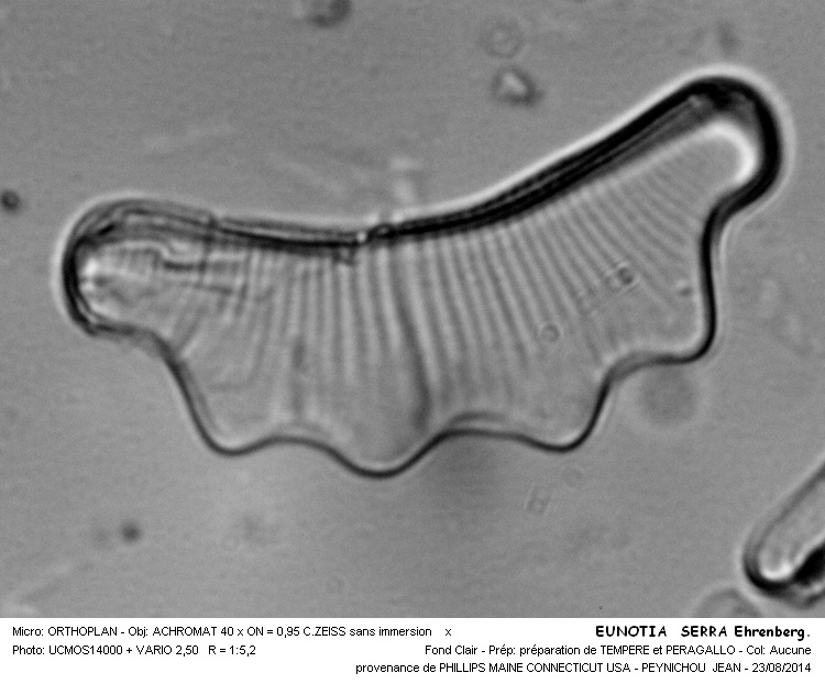 EUNOTIA SERRA Ehrenberg #38590