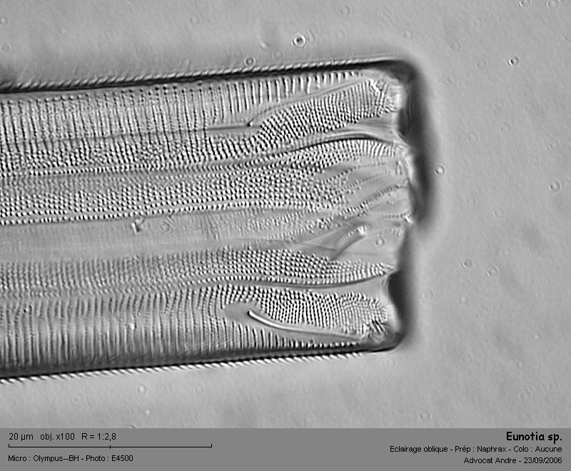 Eunotia sp. #2933