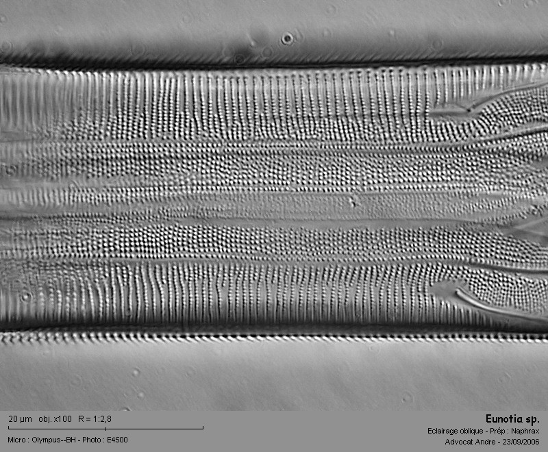 Eunotia sp. #2934
