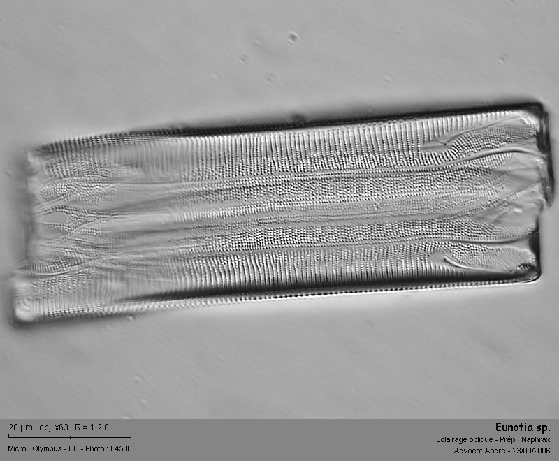 Eunotia sp. #2932