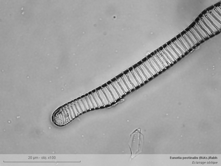 Eunotia sp. #41014